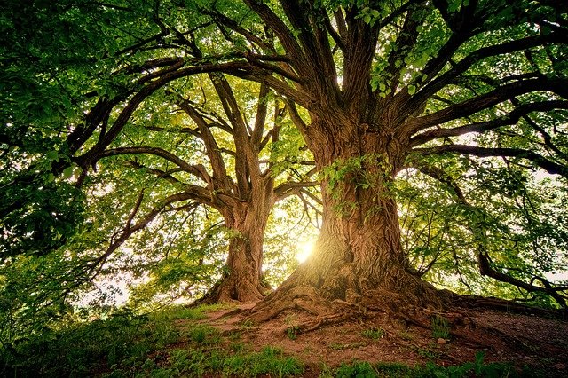 Le conte des trois arbres